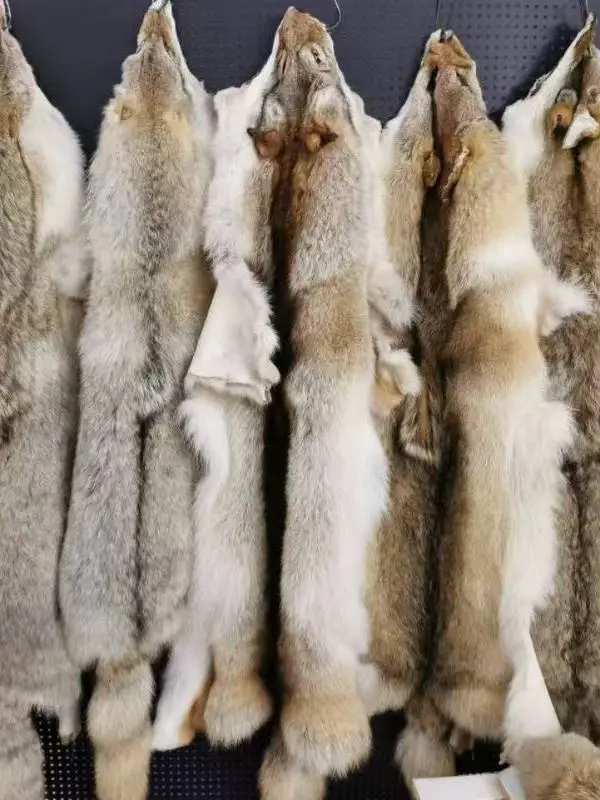 Imported North American coyote fur, cooked coyote raw fur
