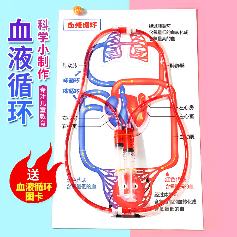 DIY Human Blood Circulation Model Science and Technology Small Production Kidsren's Small Invention Scientific Experiment Medical Simulation Material