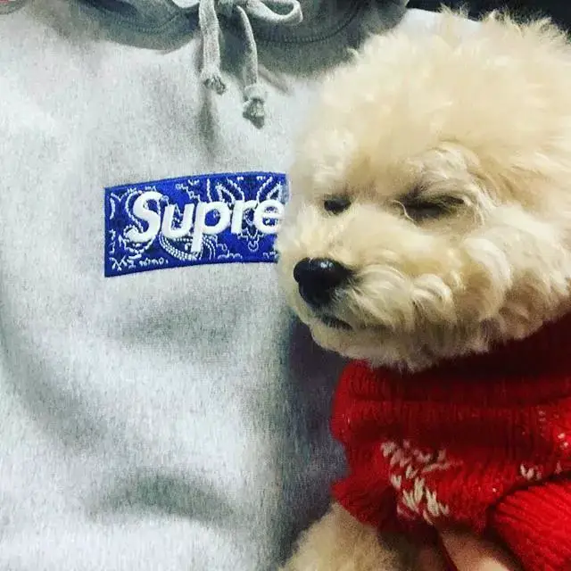 Classic Loose-Fit Hooded Sweater with Embroidery Detail