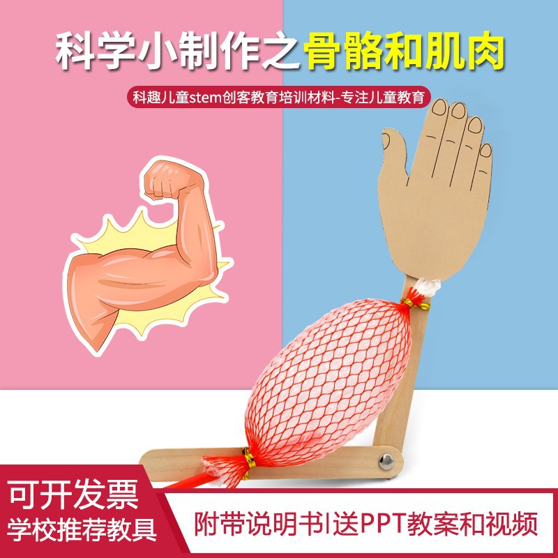 Scientific Experiment diy Understanding Bone and Muscle Model Student Homemade Material Package Biological Children's Manual Assembled