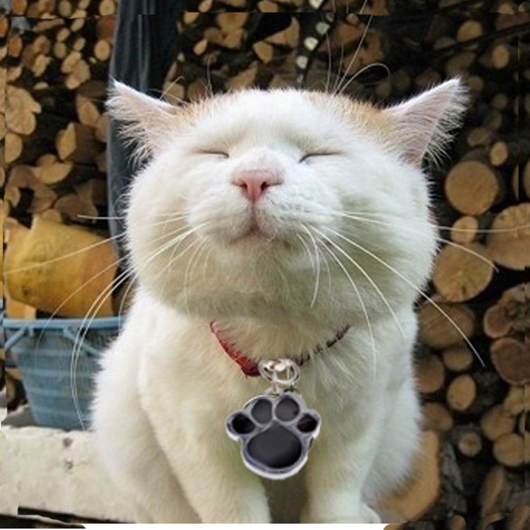 Pet Dog Tag Anti-Lost Identity Footprint Collar Accessory Pendant Laser Engraving Anti-Lost Metal Dog Tag Nameplate