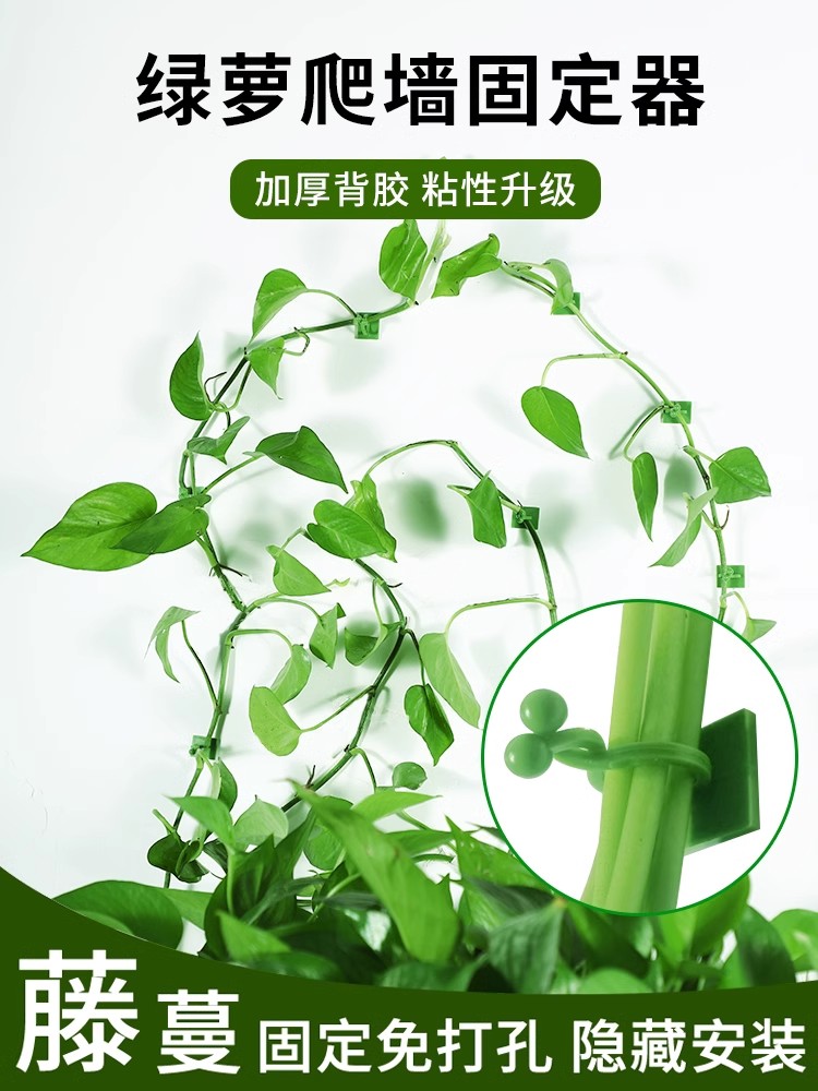 Green Plant Climbing Tool, Wall Climbing Green Plant Fixer, Green Plant Climbing Clip, Wall Traceless Hook, Sticky Climbing Vine Rod Foto QC de TAOBAO na Qualit.ly
