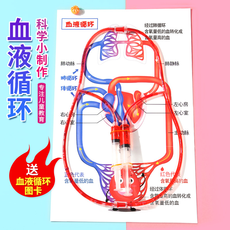 DIY Human Blood Circulation Model Science and Technology Small Production Children's Small Invention Scientific Experiment stem Maker Material