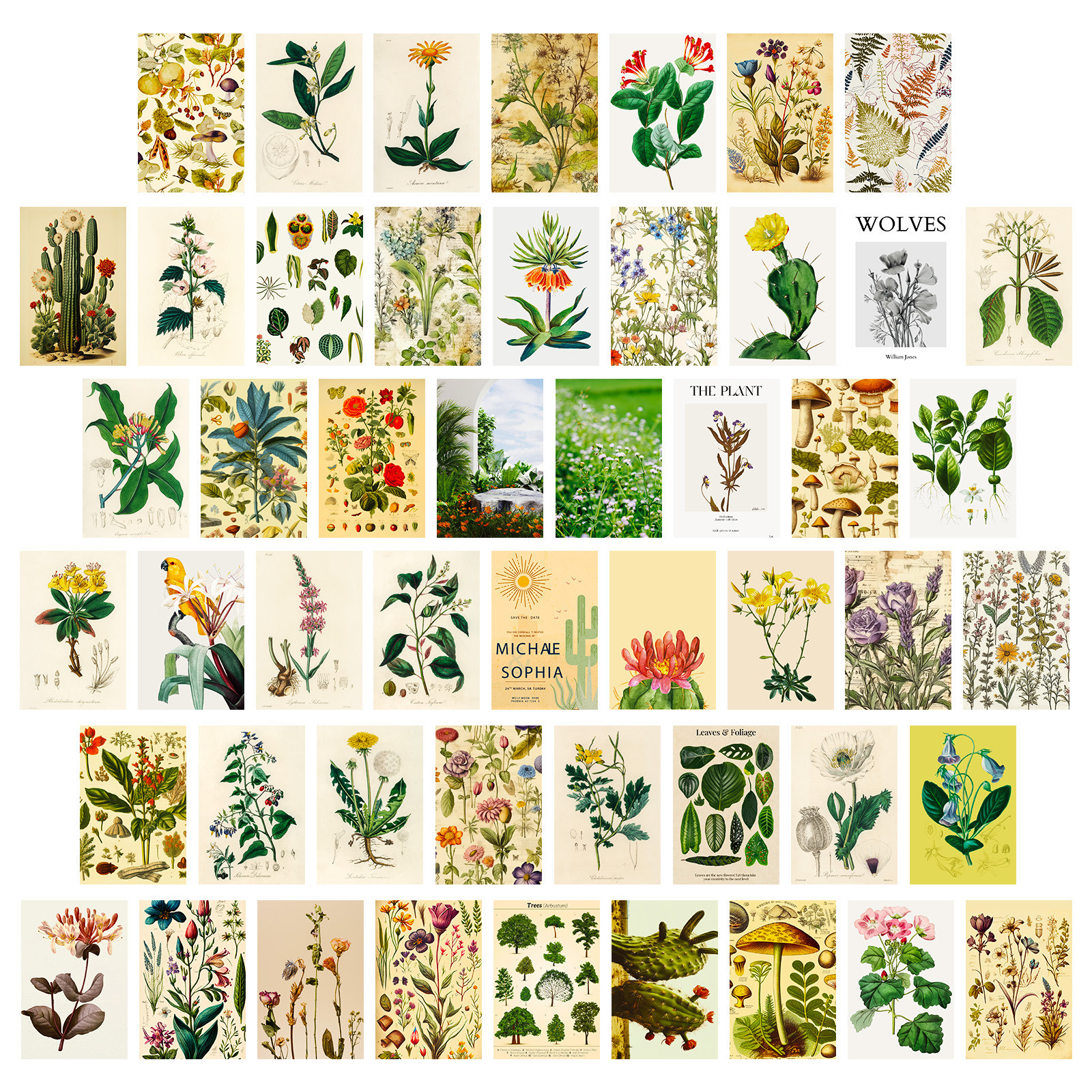 50 Animal and Plant ins Mori Decoration Wall Card Cross-border Fresh Illustration Material Wall Decoration Card
