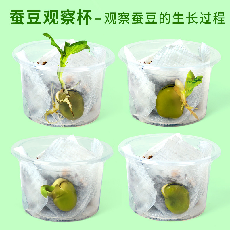 Science Experiment for Children and Primary School Students: Observation of Plant Growth, Bean Plant Potting Material Kit, Fourth-Grade Curriculum Teaching Aids