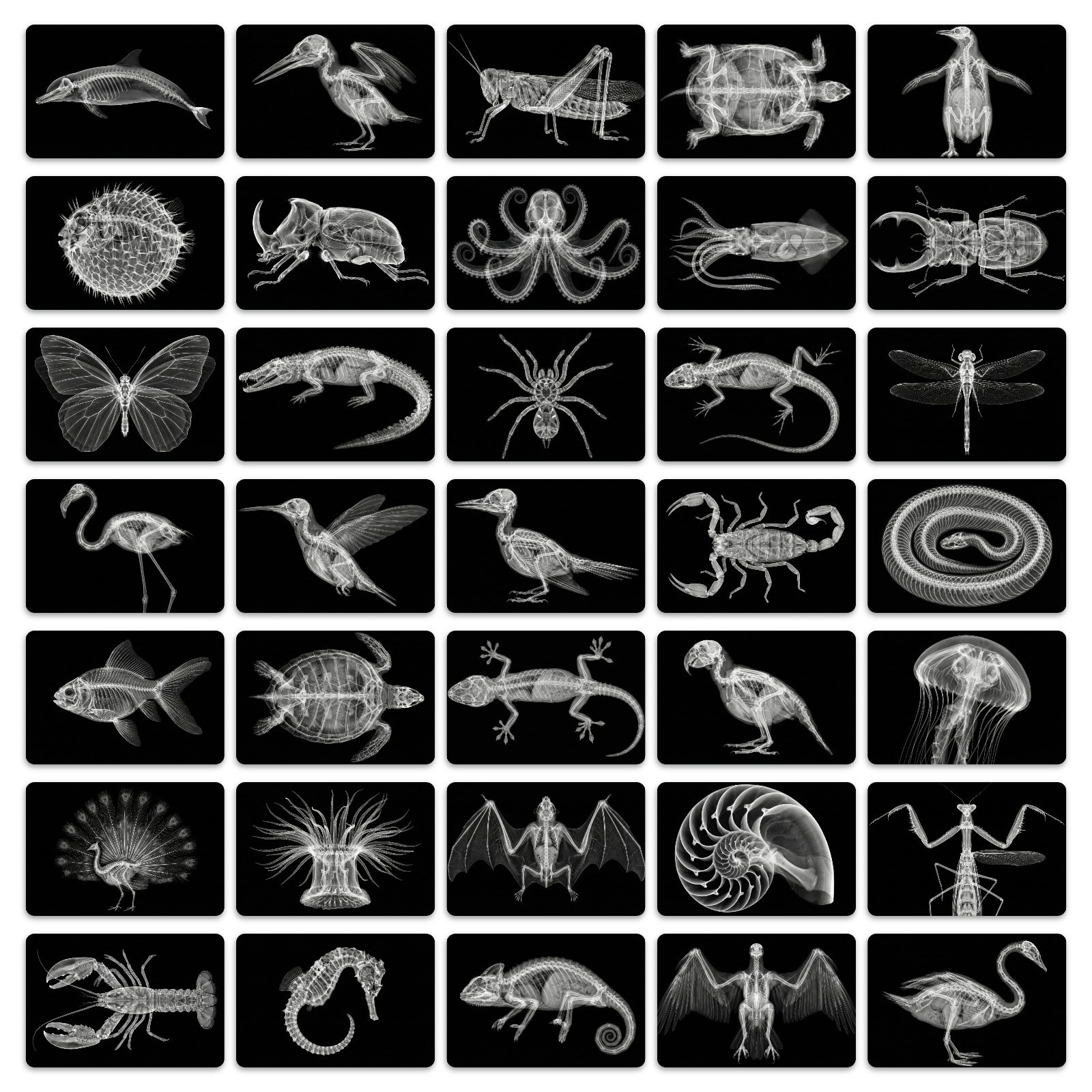 Cross-Border New Model 36X Light-Transmitting Animal Cards, Dark Style Skeleton Structure Illustration Cards, Decorative Cards, Wholesale in Stock
