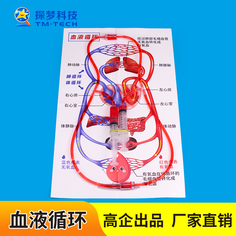 Blood circulation model steam science experiment elementary school student toy technology small production biophysics material package