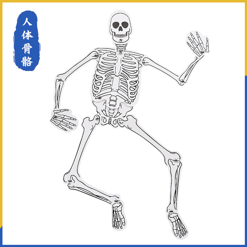 Homemade human skeleton handmade DIY technology small production bone assembly cognitive kindergarten device material package recommend