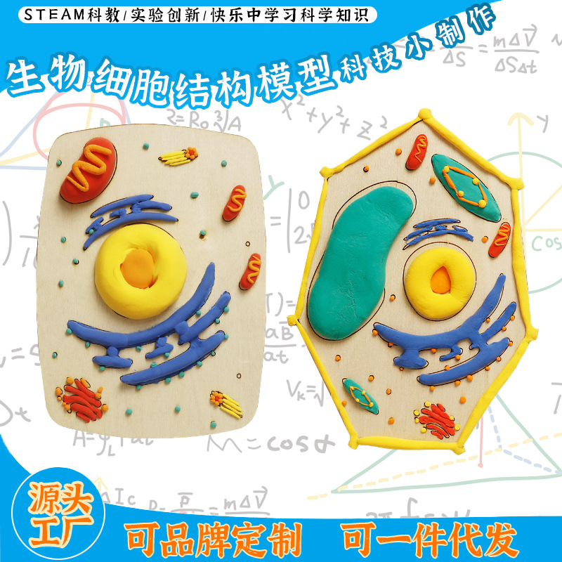Initial Senior high school teaching simulation biological cell structure model enlightenment teaching aids clay DIY handmade material package production