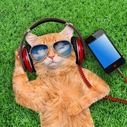 Rock Cat Store logo